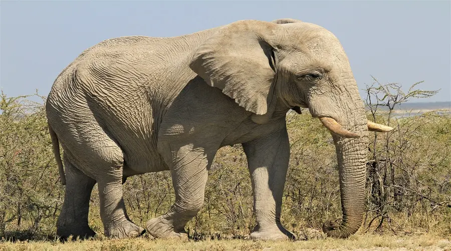 Tanzania sharing safari group Arusha